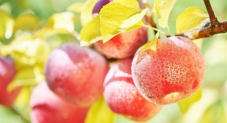 coraltree-organics-how-we-bottle-sunshine