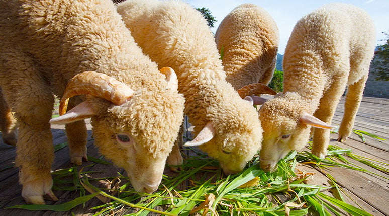 Apple Cider Vinegar Benefits For Sheep
