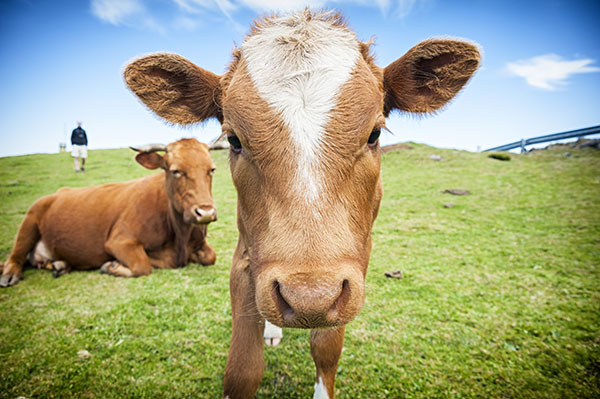 Apple Cider Vinegar for Animals: Benefits and Stock Drench Dosage Guide