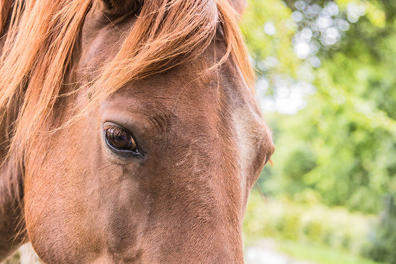 acv-animal-health-and-welfare