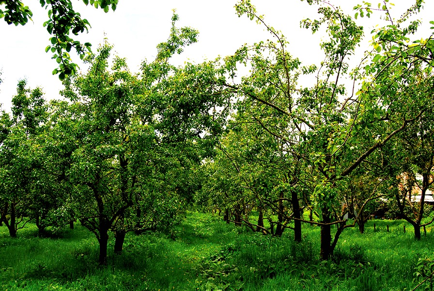 Biodynamics: The best of nature for the best apple cider vinegar