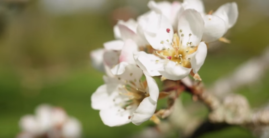 Video: First Bud Break in the Organic Apple Orchard