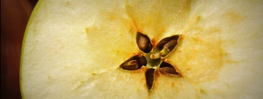 Video: Flowering & Diversity in the Organic Apple Orchard