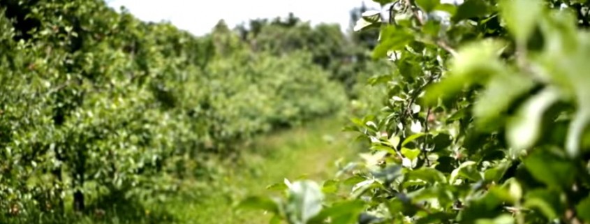 Video: Summer in the Organic Apple Orchard