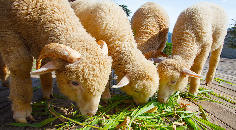 sheep-treatment-with-apple-cider-vinegar