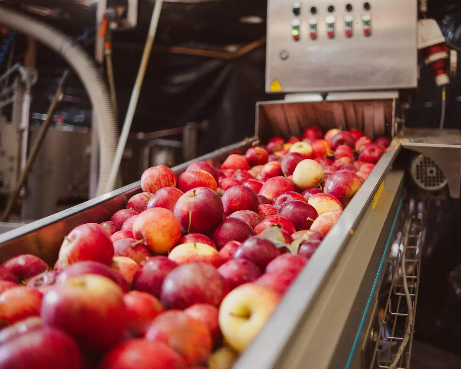 Red Apples on conveyer belt being fed into a machine 